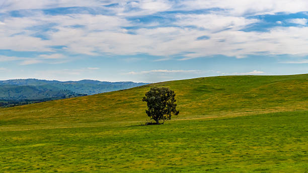 istock Riverina Countryside in Spring  Lush Fields Under Clouded Skies 2244884406