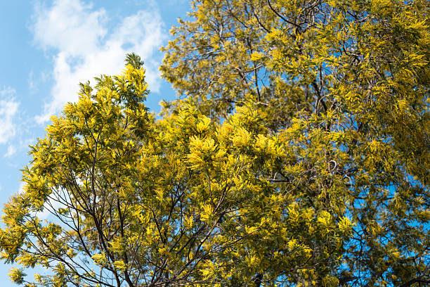 Grevillea Robusta Tree Flowers