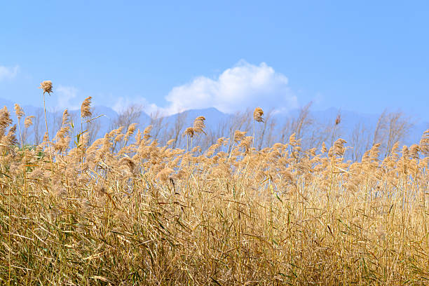 The scenery of Dali