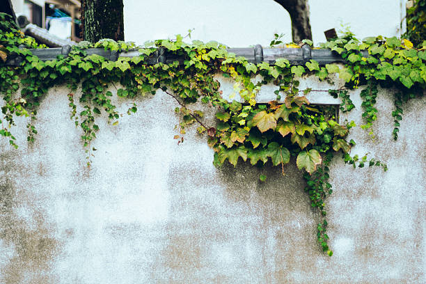 Old Concrete Wall Covered with Green Ivy