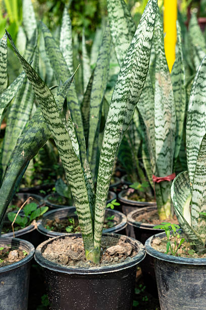 istock Dense Group of Sansevieria Zeylanica Snake Plants in Black Plastic Pots at Nursery. 2244893277