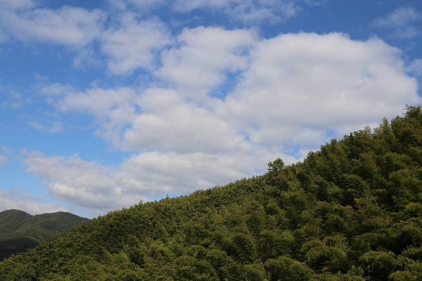 the sky with white clouds, taken from below while looking up at green mountains and bamboo forests. the forest is covered in lush trees under a blue sky