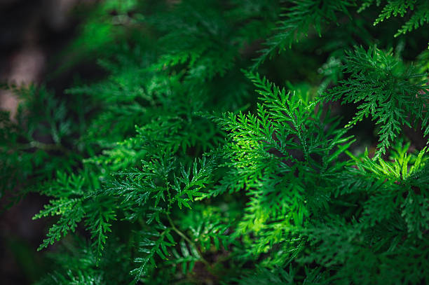 istock Lush Green Fern Leaves Under Soft Natural Light in Forest Setting 2244896524