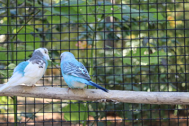 Monk parakeet play time.