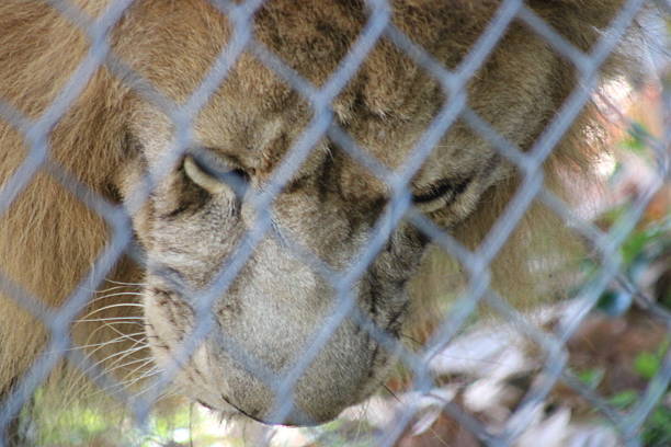 istock Male Lion Close Up In A Caged Enclosure. 2244898187