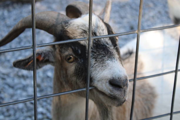goat on the ranch on a sunny day