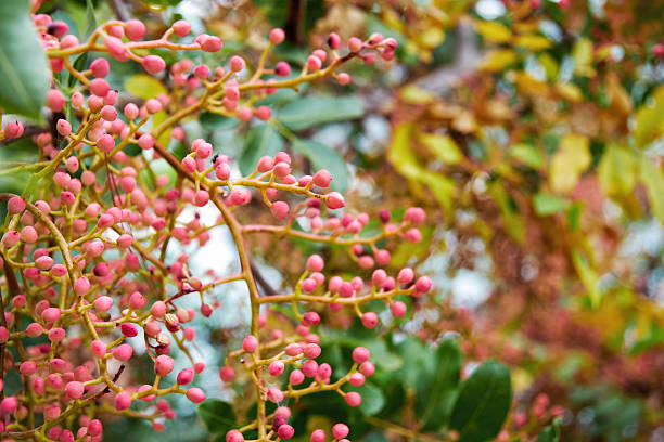 Clusters of small, pink berries growing on delicate branches, surrounded by lush green leaves