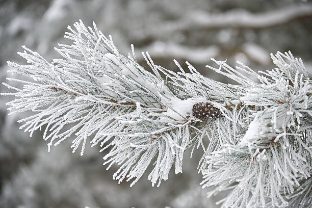 istock Frosted Pine Branch With Snow Covered Needles and Pine Cone in Winter Scene 2244902064