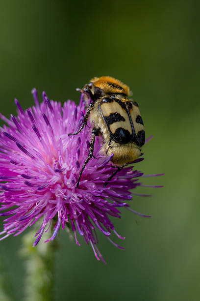 istock striped wax on a flower 2244904157