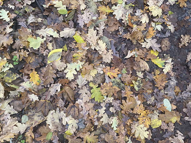 istock Autumn leaves texture on forest ground 2244904616