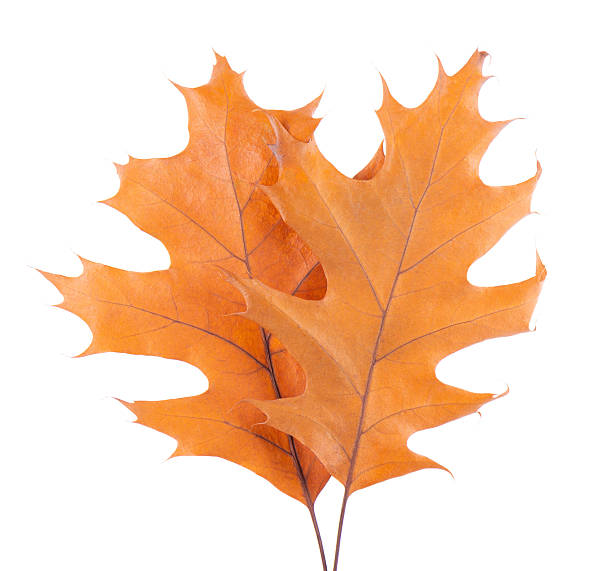istock Oak leaf isolated on white background. Yellow autumn oak leaves. Clipping path. Top view. 2244905800
