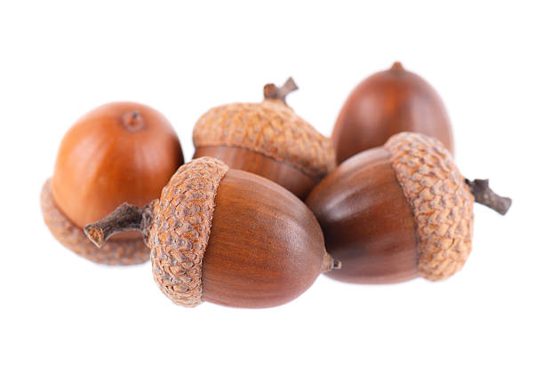 Acorn oak isolated on white background. Ripe brown acorns. Clipping path