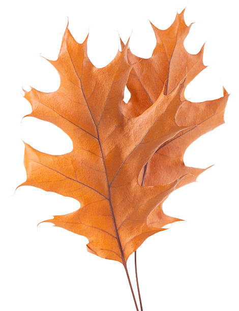 istock Oak leaf isolated on white background. Yellow autumn oak leaves. Clipping path. Top view. 2244905899