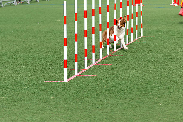 istock Dog navigating through agility weave poles during outdoor training session on sunny day 2244906056