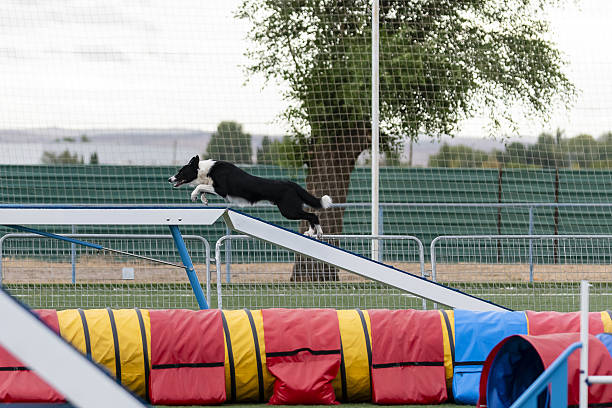 istock Border collie performing agility course at outdoor training facility during afternoon practice session 2244906071