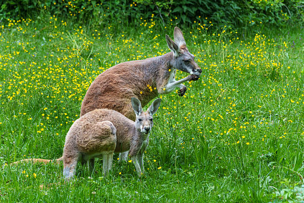 The red kangaroo, Macropus rufus is the largest of all kangaroos, the largest terrestrial mammal native to Australia, and the largest extant marsupial.