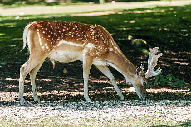The fallow deer, Dama mesopotamica is a ruminant mammal belonging to the family Cervidae.