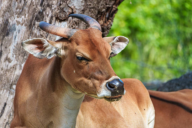 istock Banteng, Bos javanicus or Red Bull is a type of wild cattle. 2244907360