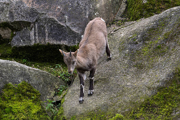 Hispanic goats in the Batuecas Valley Natural Park