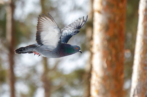 pigeon,dove,Animal,Animal Behaviour,Animal Wing,\nBeak,Bird,Day,Dove,Feather,Fence,Freedom,Nature,One Animal,Outdoors,Perching,Pets,Pigeon,Standing,