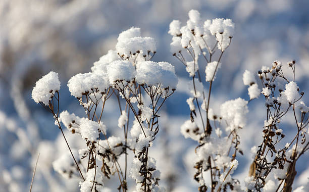 istock A bunch of snow covered flowers 2244907784
