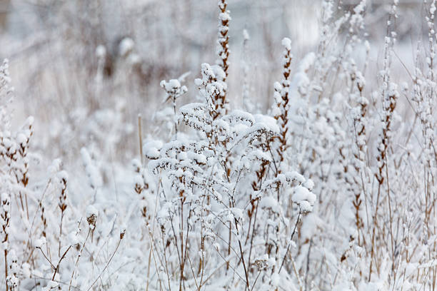 A field of snow covered plants. The snow is white and fluffy