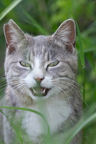 istock Cute cat peeking out from the grass 2244908978