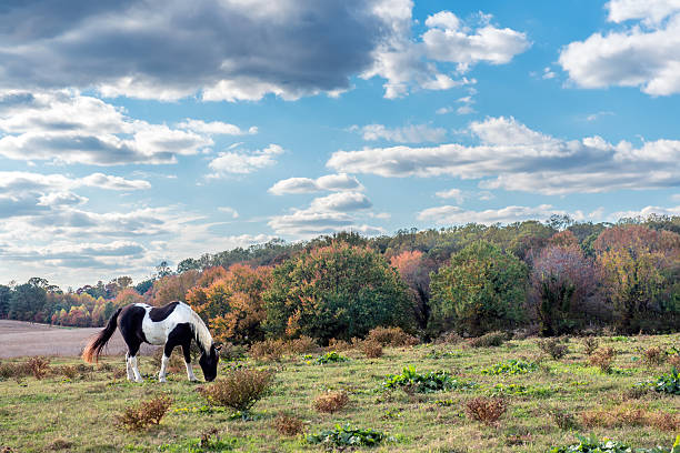 Horse quietly grazing in a field on a sunny day with Fall trees with stunning Autumn colors