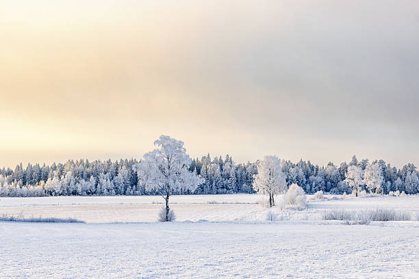 istock Frosty trees in a rural landscape view with snow on the fields 2244911658