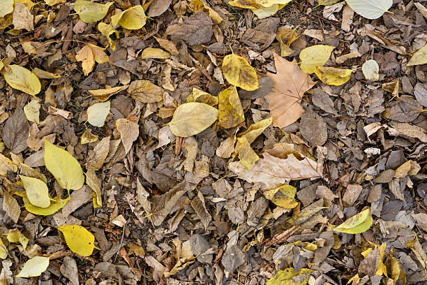 istock Fallen autumn leaves on the ground 2244911671