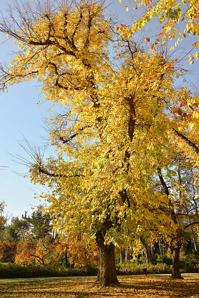 istock Autumn city park scene 2244911706