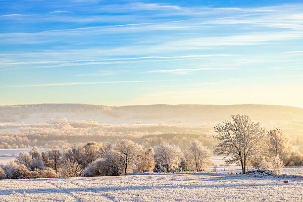 Wonderful winter day with trees covered with white frost (Zurich, Switzerland)
