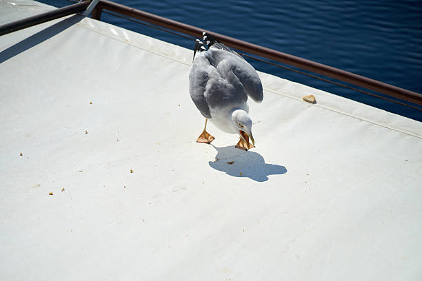 A seagull bends its head down to eat crumbs on the white roof of a boat, with the tranquil blue sea stretching out behind it.