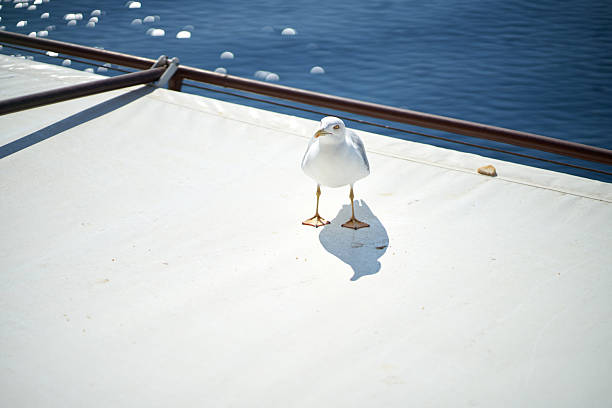 View of seagulls flying and perching on a rowboat.