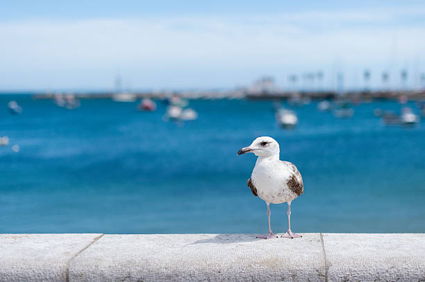 A seabird, likely a European Herring Gull (Larus argentatus), stands on a stone balustrade overlooking the blue Atlantic ocean and pier in Cascais, Portugal. Coastal tourism and spring weather concept