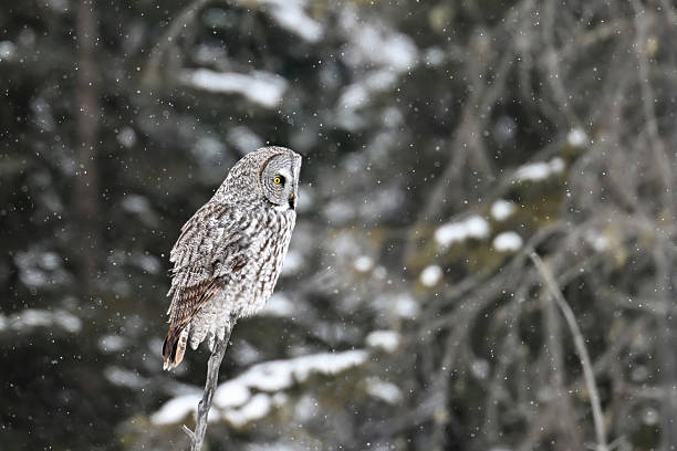 istock Great Grey Owl camouflaged in the forest of Alberta during a snowfall, Canada 2244916034