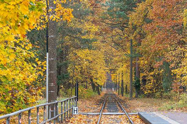 istock Tram tracks surrounded by dense autumn forest. 2244917141