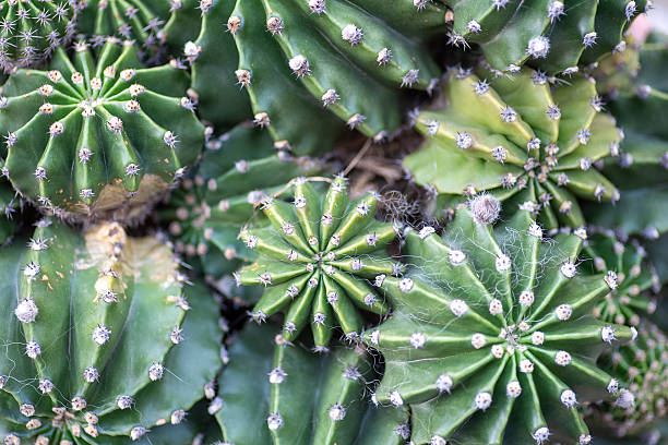 A detailed close-up of a cactus reveals the intricate textures and fascinating shapes found in nature, demonstrating resilience and adaptability in a vibrant, arid landscape.