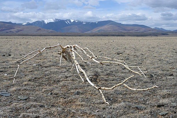 istock A dried-up branch in a lifeless steppe 2244920719