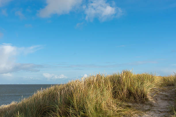 View of the dunes on the North Frisian island of Amrum. Landscape in the north. Nature on the North Sea island.