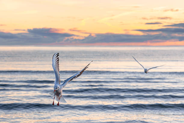 istock Seagull gliding above waves in sunrise light. Airy symmetry. 2244923132