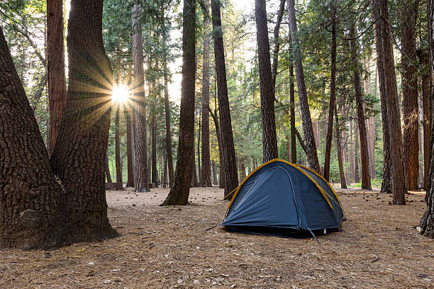 istock Camping tent in a pine wood at sunset 2244923417