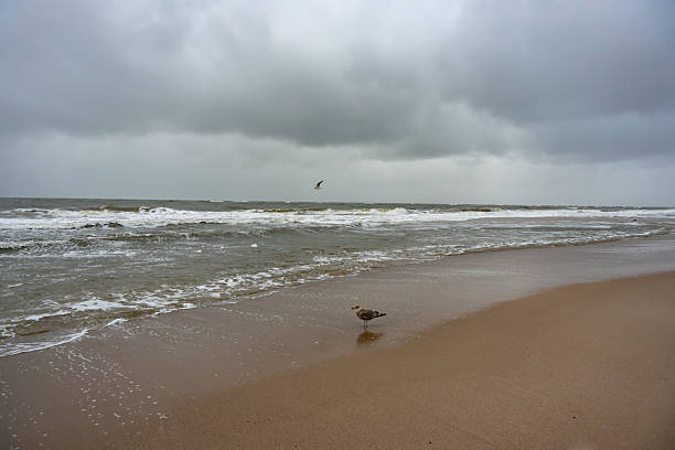 A cloudy day at the beach with waves crashing on the shore. A seagull stands in the shallow water while another flies above.