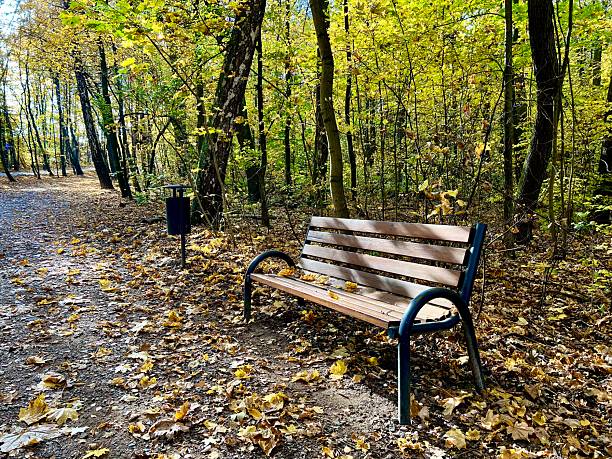 Autumn park scene with a wooden bench on a leaf-covered path surrounded by yellow trees and soft sunlight filtering through the forest, creating a calm and peaceful atmosphere.
