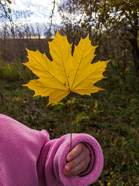 istock A person holding a yellow maple leaf in their hand 2244925844