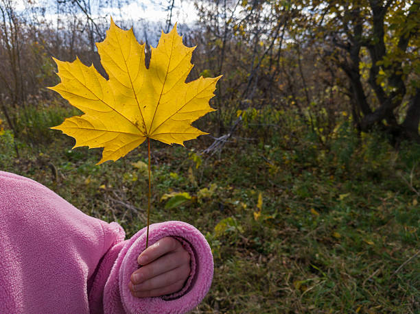 istock A person holding a yellow maple leaf in their hand 2244925845