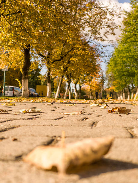 istock A leaf laying on the ground in front of a building 2244927032