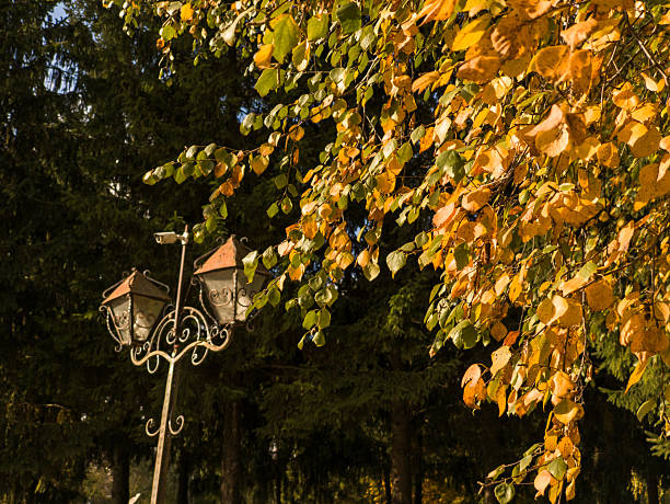 A street light in the middle of a park surrounded by trees.