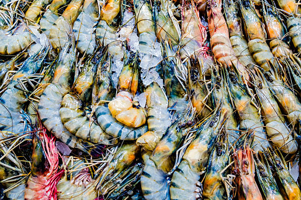 istock various shrimps or prawns, raw and fresh on ice 2244927213