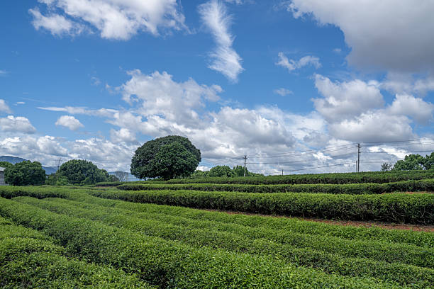 Neatly planted tea trees in the tea plantation under the blue sky and white clouds
